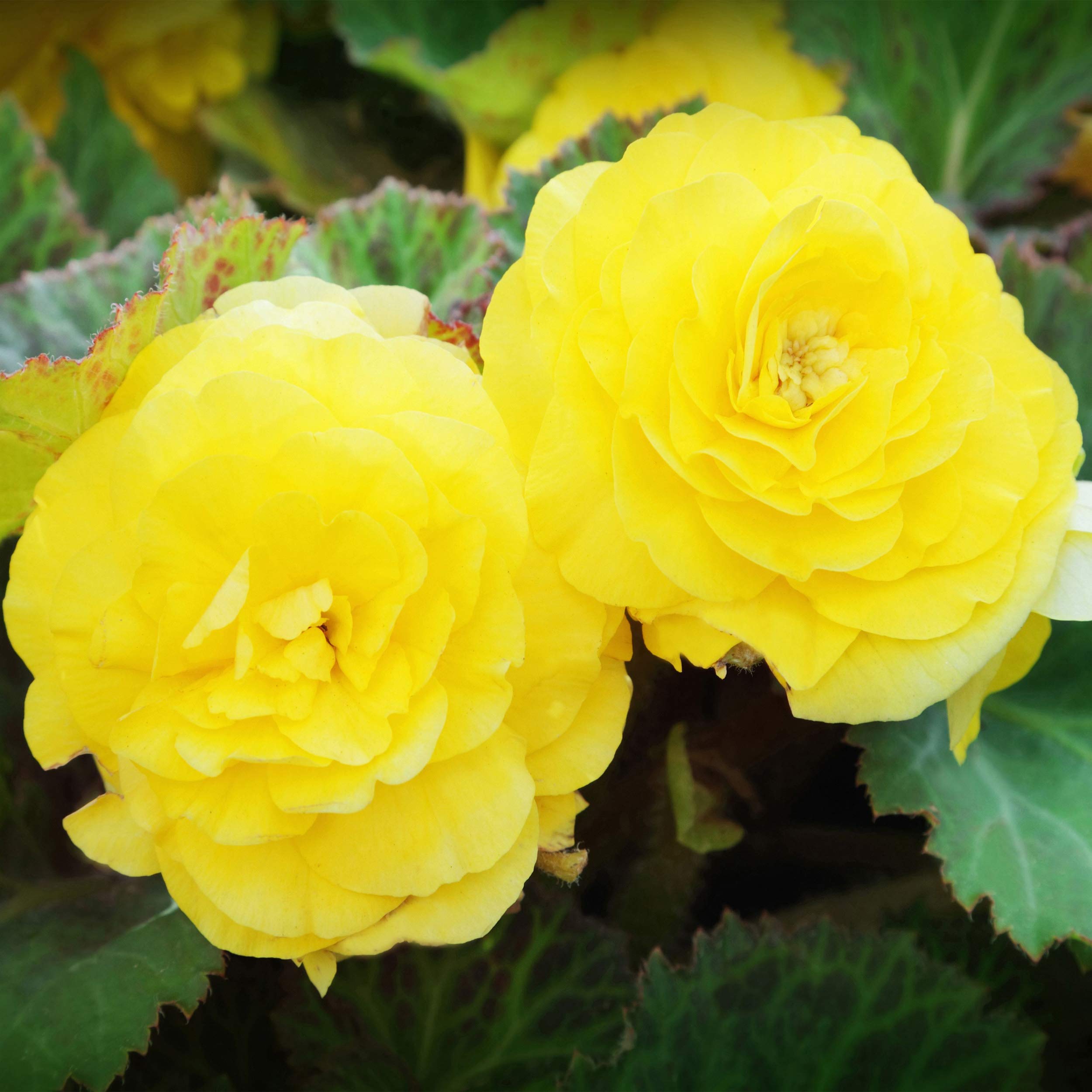 Outsidepride Yellow Begonia - 1000 Seeds