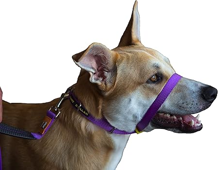 dog walking training collar