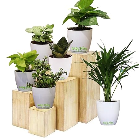 Leafy Tales Set of 6 Air Purifying Plants Combo- Areca Palm, Sansevieria Green, Golden Money Plant, Button Jade and Dwarf Syngonium in White Plastic Pot| Live Indoor Plants