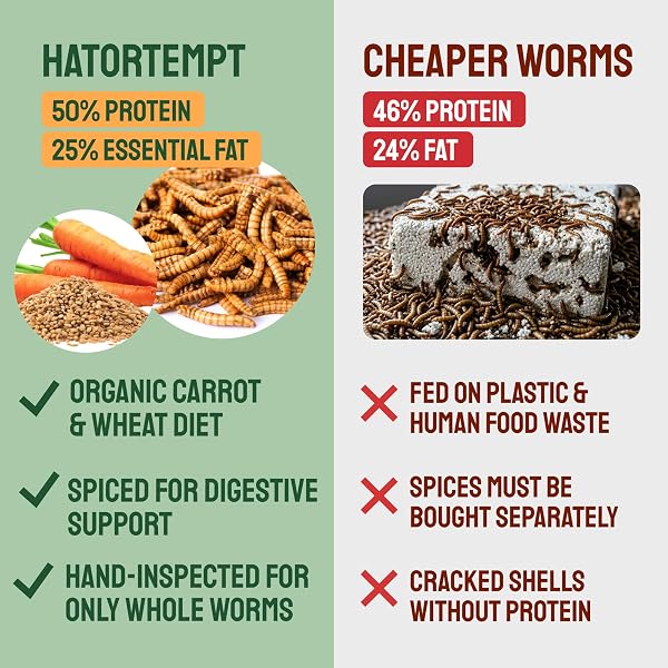 HATORTEMPT 10LB SPICED MEALWORMS FOR CHICKENS WITH DIGESTIVE MIX