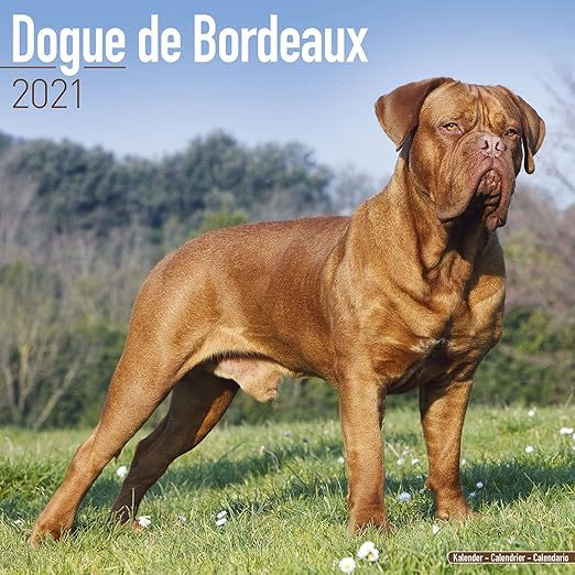 dogue de bordeaux cross rottweiler