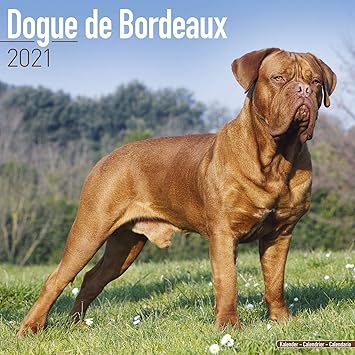 dogue de bordeaux pictures