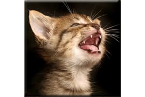Cat Sounds