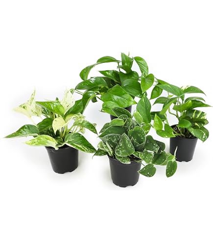 Amazon.com : Golden Pothos - 6'' from California Tropicals : Patio, Lawn &  Garden
