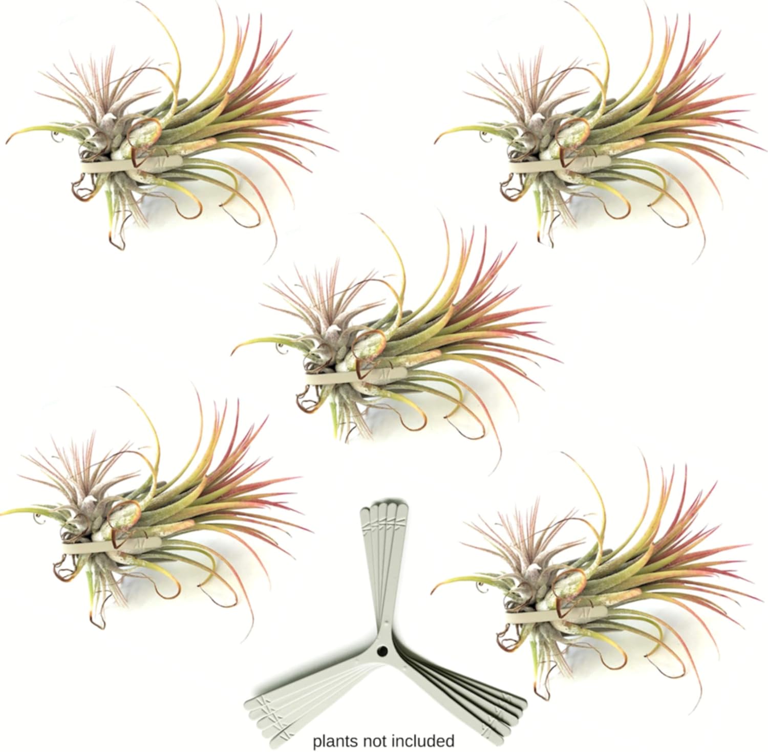 Air Plants Holders for Vertical Garden 5 Pack Wall Planter Hanging Orchids on Trees House Plants Tillandsia Air Plant Live Terrarium. Great Wall Decorations for Living Room | No Plants Included G5