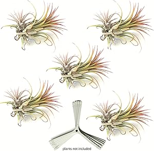 Air Plants Holders for Vertical Garden 5 Pack Wall Planter Hanging Orchids on Trees House Plants Tillandsia Air Plant Live Terrarium. Great Wall Decorations for Living Room | No Plants Included G5