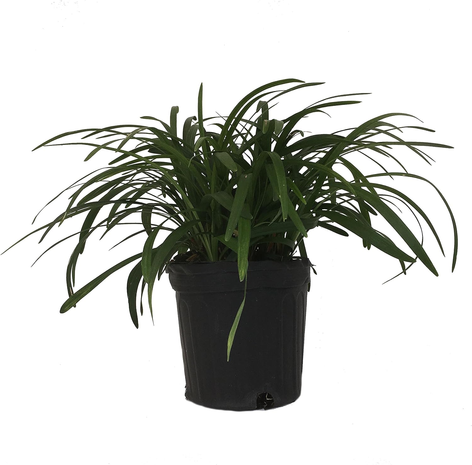 Premier Plant Solutions 20215 Royal Lily Turf Premier Plant Solutions 20215 Royal Lily Turf