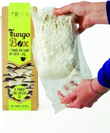 Caja de cultivo casero de setas ostra (comestibles y sabrosas) a ...