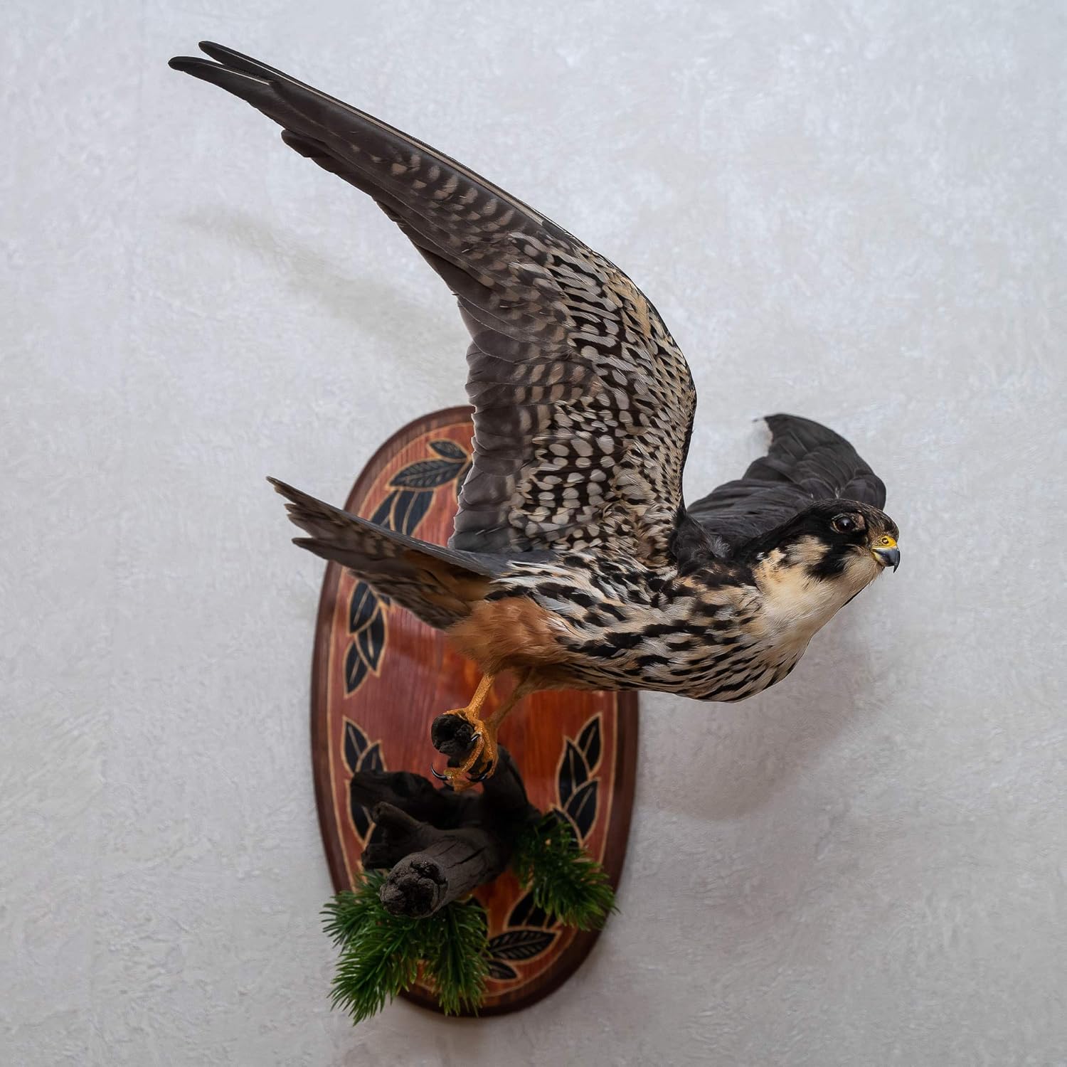 Amazoncom Eurasian Hobby Taxidermy Bird Mount Falcon