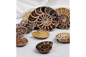 TPDLW Ammonite Fossils, 2PCS Natural Ammonite Fossils for Display and Gift, Pair Fossil Stone Bring Wealth and Relaxation, Best Mineral Collection(1"-2")