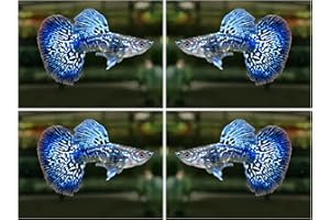 D&A TROPICAL FISH LLC D&A Tropical Live Fish -Blue/Green Dragon Indo Mosaic Guppy Live Fish, Male and Female Guppies Live Fish for Aquarium, Live Fish Freshwater (1 Breeding Pair)