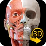 Muscular System - 3D Atlas of Anatomy