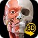 Muscular System - 3D Atlas of Anatomy
