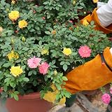 UneedMe Gardening Gloves Long Gauntlet Thornproof for Women Men view 7