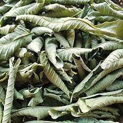 50 Premium Guava Leaf Tea Bags, 100% Natural and