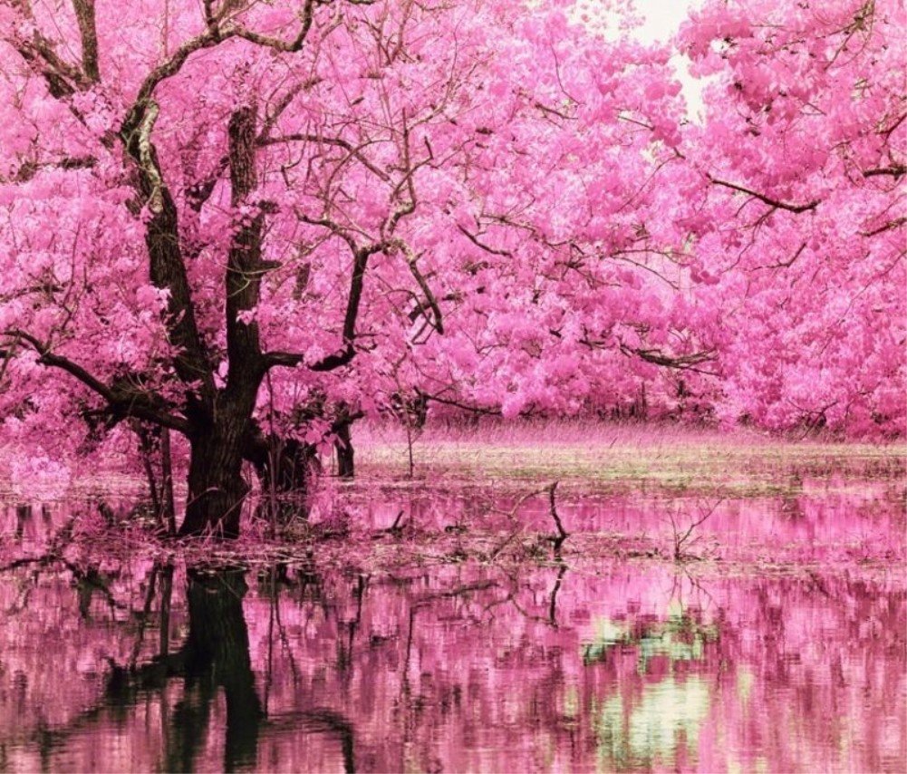 WOWDECOR Paint by Numbers Kits for Adults Kids, Number Painting - Pink Cherry Trees Lake Landscape 16x20 inch (Frameless)