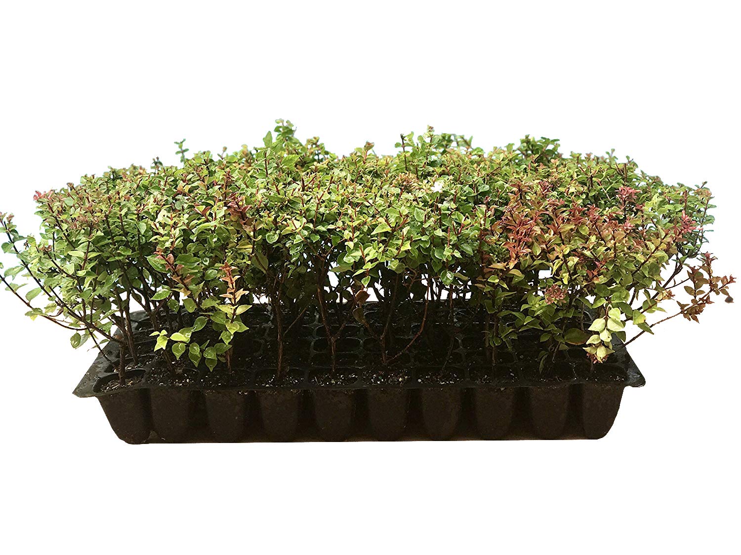 Abelia Rose Creek - 60 Live Plants - Flowering Butterfly Attracting Shrub