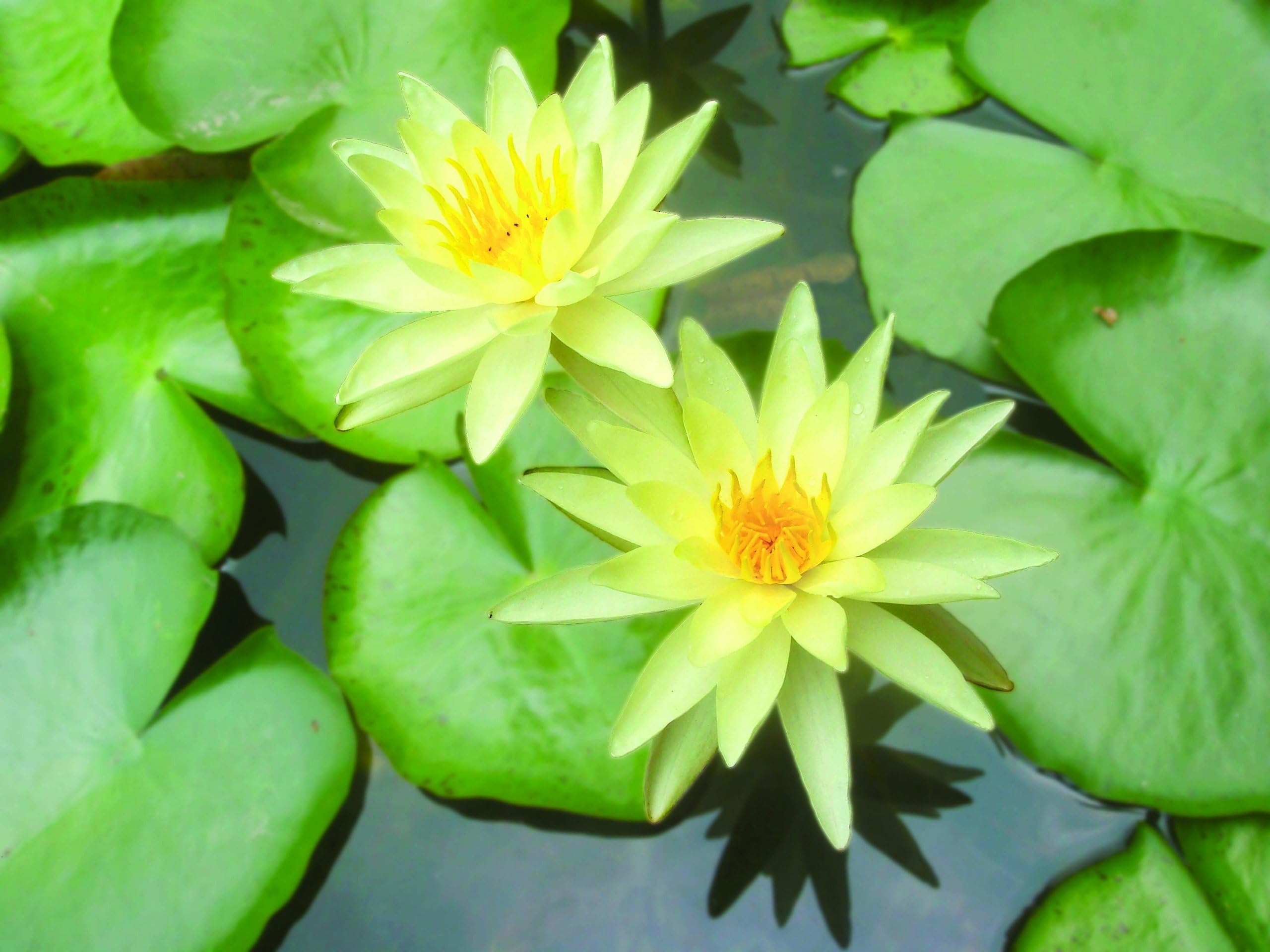Bloomsz Nymphaea Water Lily Chromatella - Root