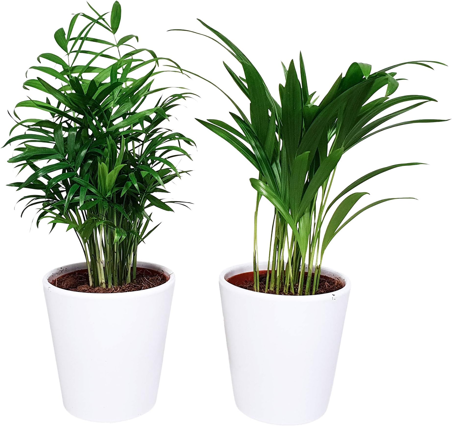 Indoor Plants from Botanicly – 2 × Gold Palm and Mountain Palm in Exclusive pots (Diablo White) in White Plant Pot as a Set – Height: 40 cm – Areca, Chamaedorea