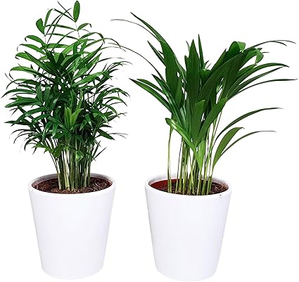 Zimmerpflanzen Von Botanicly 2 Goldfruchtpalme Und Bergpalme In Exklusiven Topfen Diablo Weiss In Weissem Ubertopf Als Set Hohe 40 Cm Areca Chamaedorea Amazon De Garten