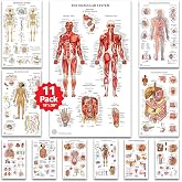 11 Human Anatomy Posters for Walls 18x30 - Medical Posters - Health Posters | Skeletal, Male Female Muscular, Circulatory, Lymphatic, Reproductive, Nervous, Digestive, Endocrine, Respiratory Systems