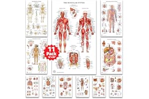 THE ART OF SCIENCE 11 Human Anatomy Posters - Medical Posters, Skeletal, Male Female Muscular, Circulatory, Lymphatic, Reproductive, Nervous, Digestive, Endocrine, Respiratory Systems, Health Posters -18x30
