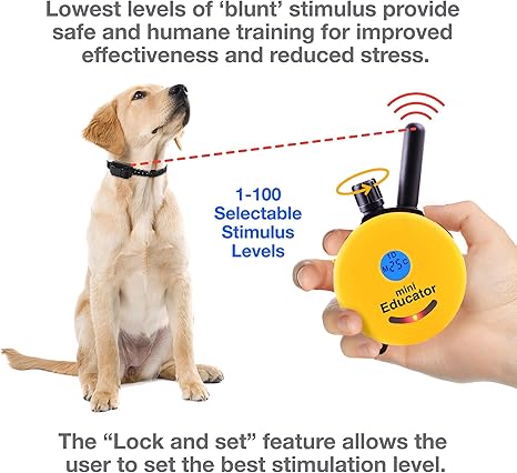 best e collar training video