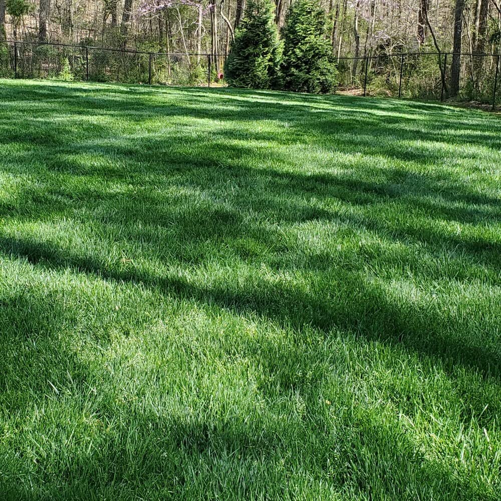 Outsidepride 5 lb. Midnight Kentucky Bluegrass Cool Season Fine, Soft