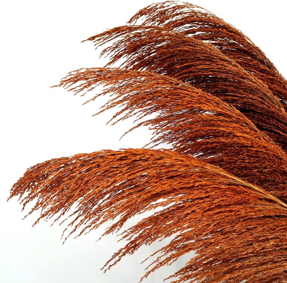 Dried & Preserved Flora - penepico Burnt Orange Pampas Grass Tall, 4pcs 43.3