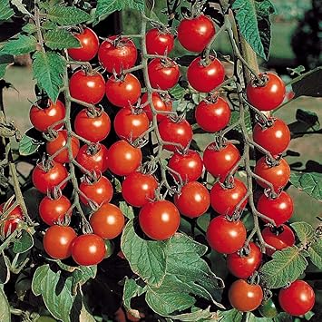 Go Green Tomato Cherry (2 Packets each 50 Seeds)