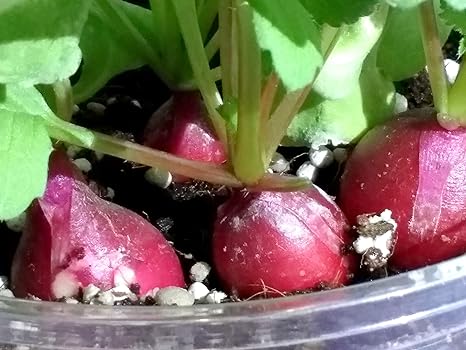 Amazon Co Jp ラディッシュ 養液栽培 簡単キット ホーム キッチン