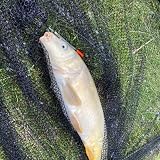Lanfly Fishing Floats 20Pcs 5 Sizes Coarse Transparent Waggler Kit view 8