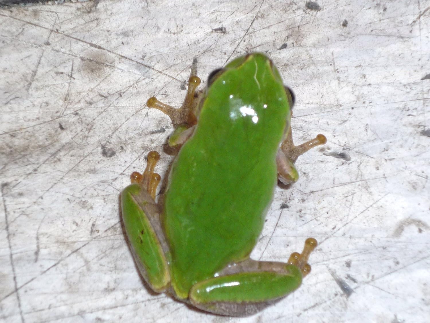 Amazon かわいいです アマガエル 国産 名生園 こだわりの生体をお届けします 名生園 観賞魚 水中生物 通販