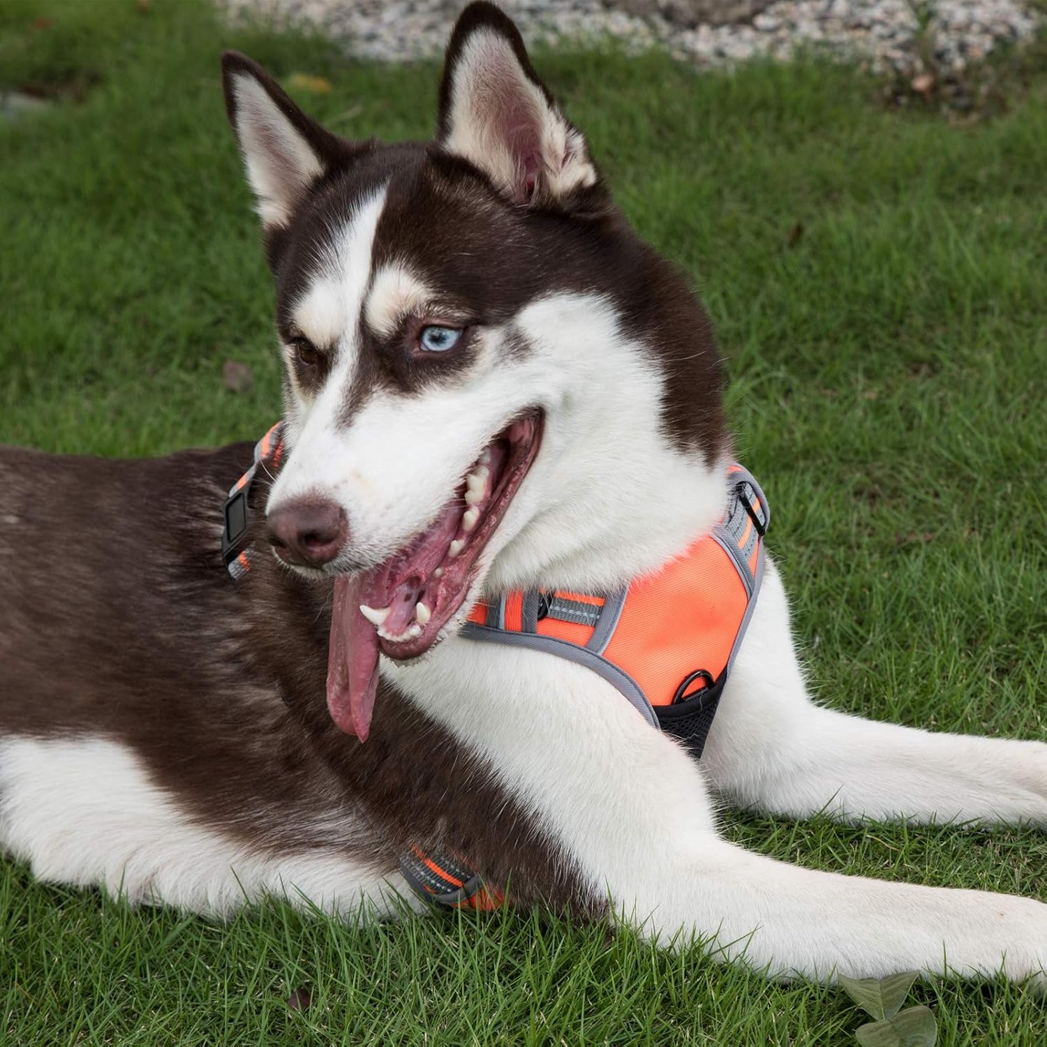 sled dog harness amazon