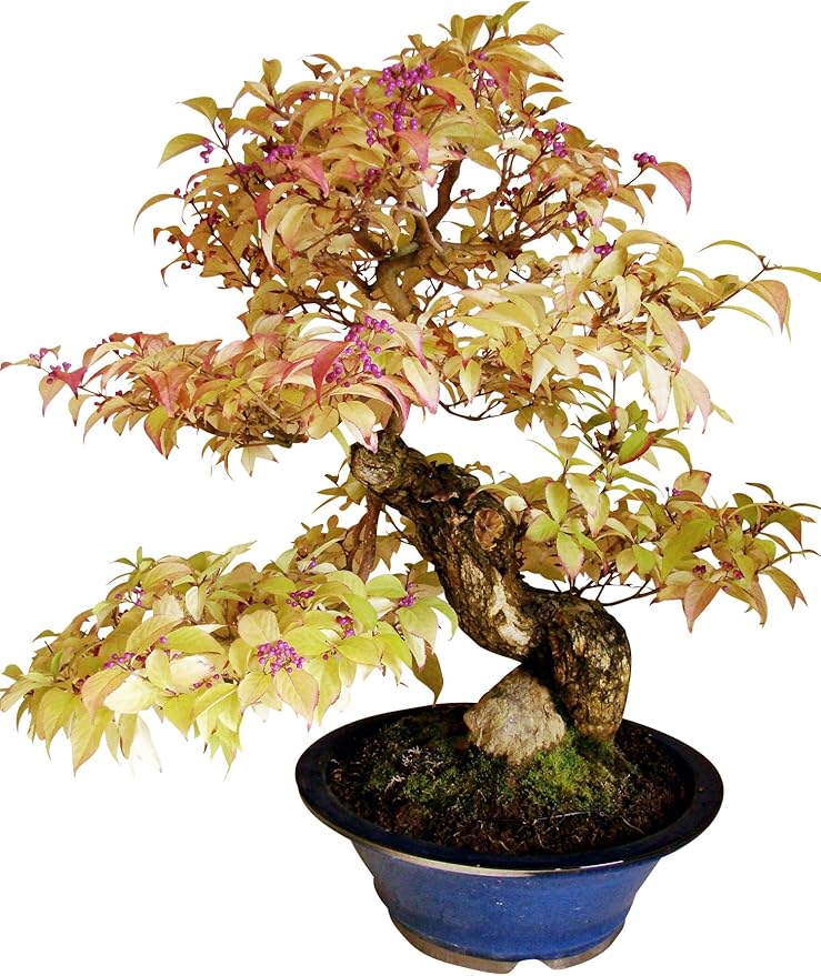 Bonsai Callicarpa japonica (Schönfrucht), ca. 25 Jahre alt, ca. 59 cm