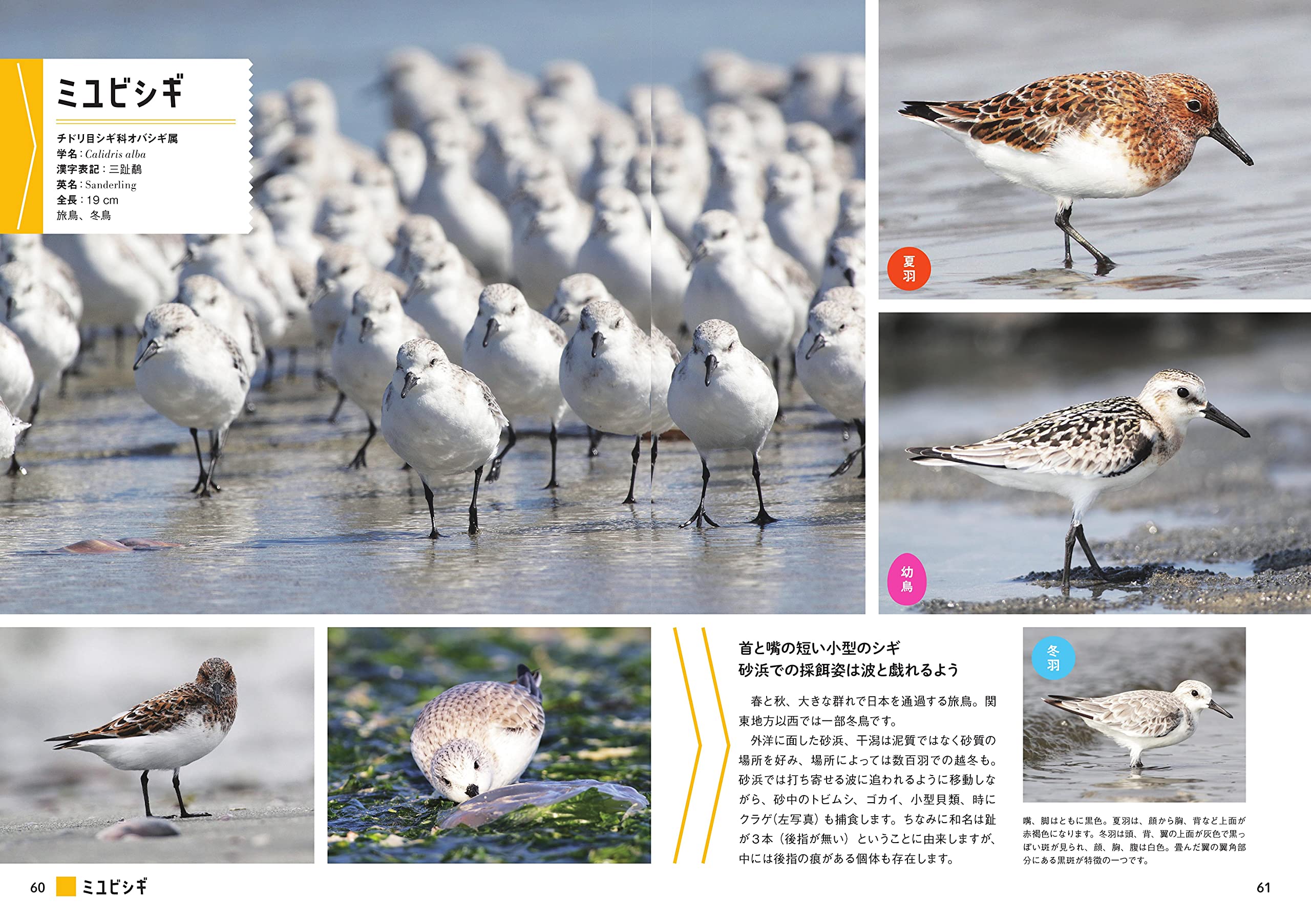 にっぽんのシギ チドリ ポンプラボ 築山和好 本 通販 Amazon