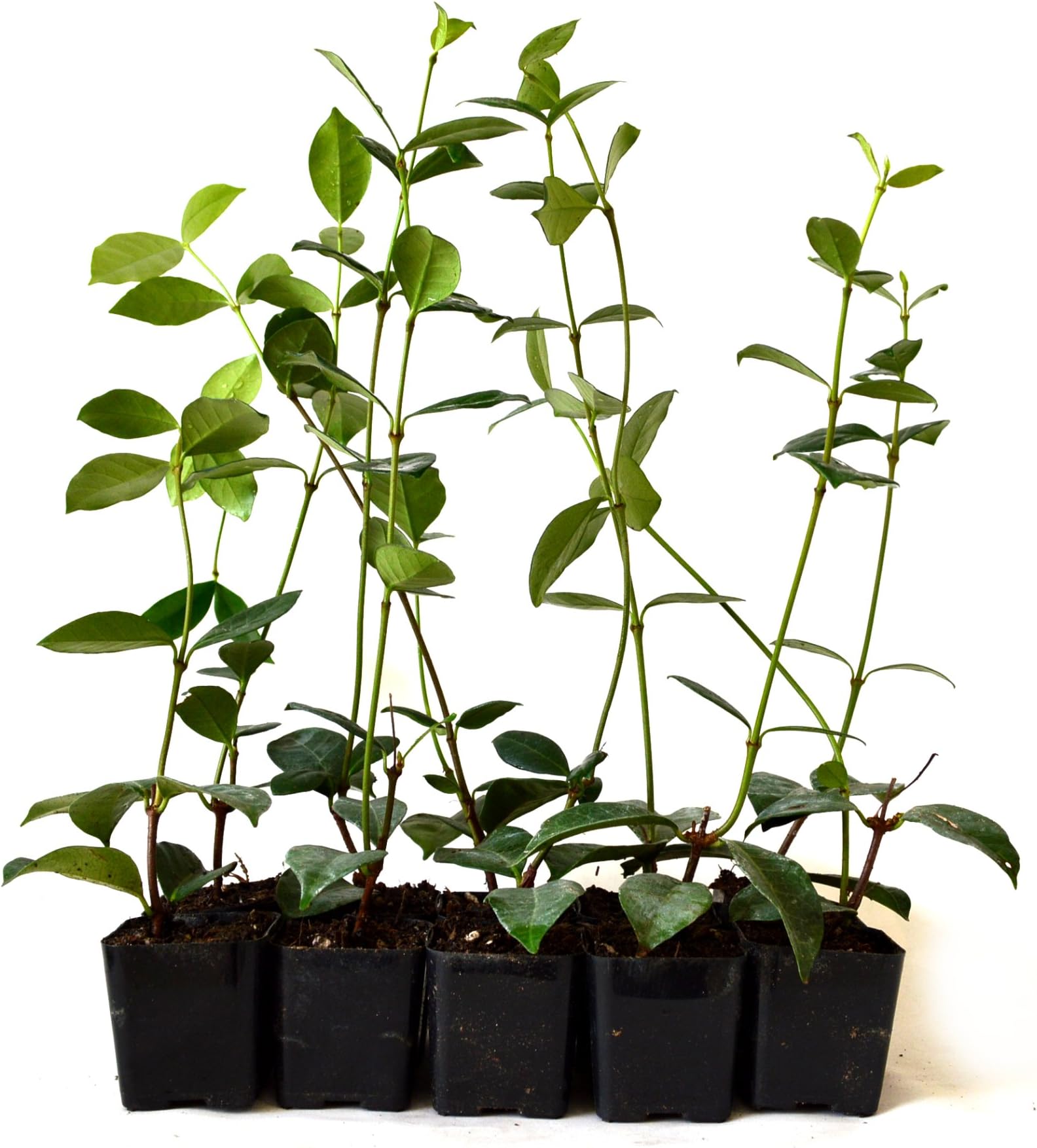 9Greenbox Jasmine Confederate Starter Plants, 4 Pound (Pack of 10)