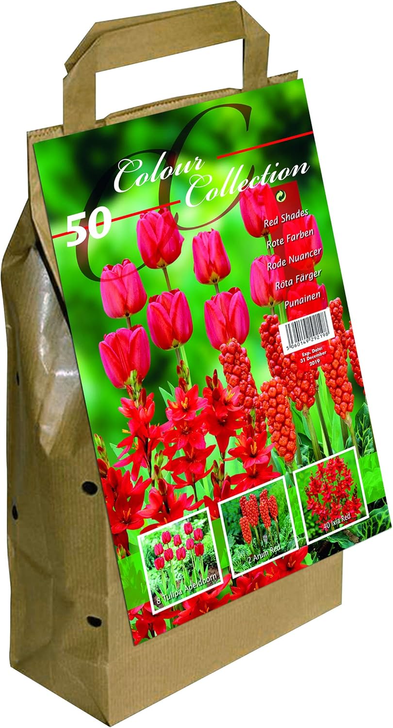 Colour Collection Spring Flower Bulbs Red (Pack of 50) Amazon.co.uk