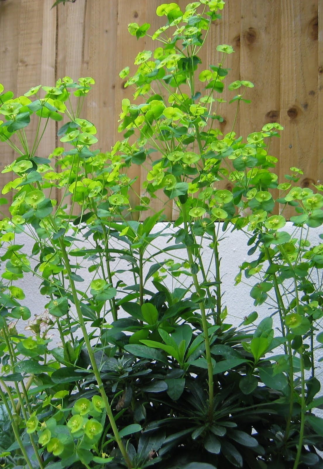 Euphorbia Amygdaloides, Native wood spurge, Brilliant for dry poor soils.