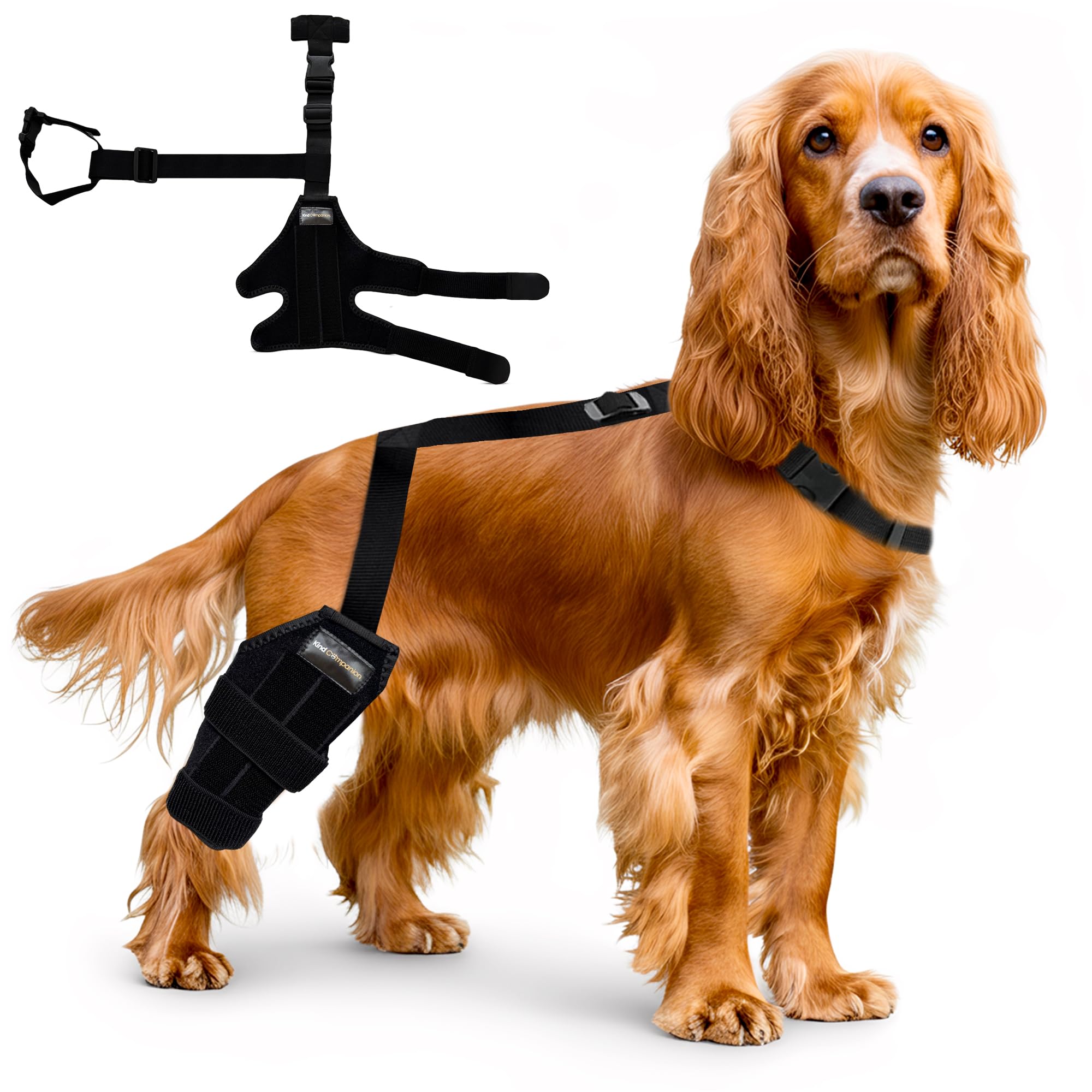Photo 1 of Kind Companion Dog Knee Brace – Adjustable Hind Leg Support for Torn ACL, Joint Pain, Arthritis & Injury Recovery. Comfortable, Vet-Recommended Dog Leg Brace (Small Brace with Collar)