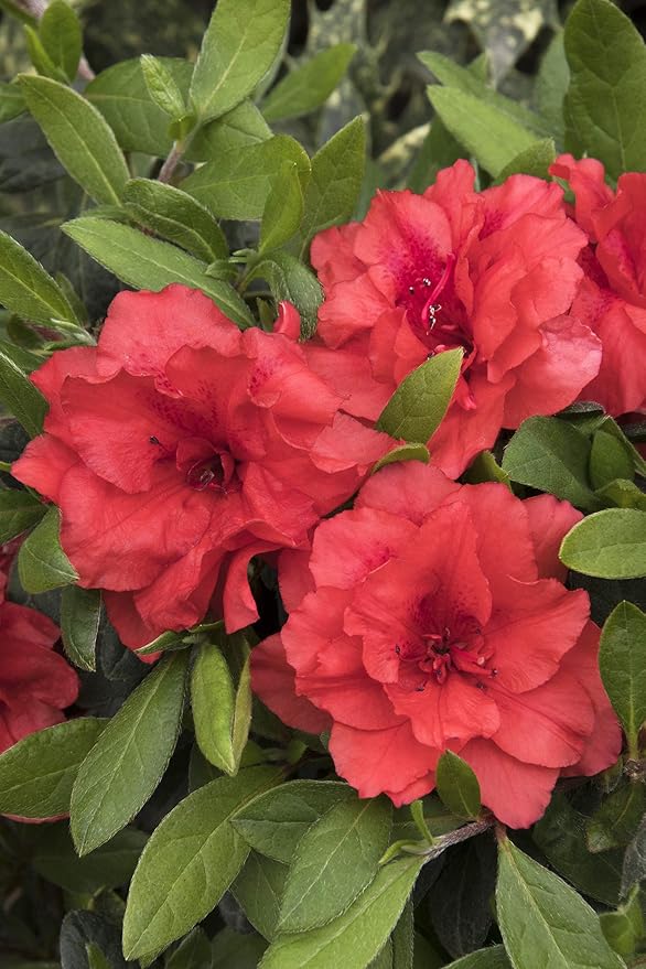 Aiden Gardens Rare Azalea Flower Plants 'Bob Hill' Red Double Azalea