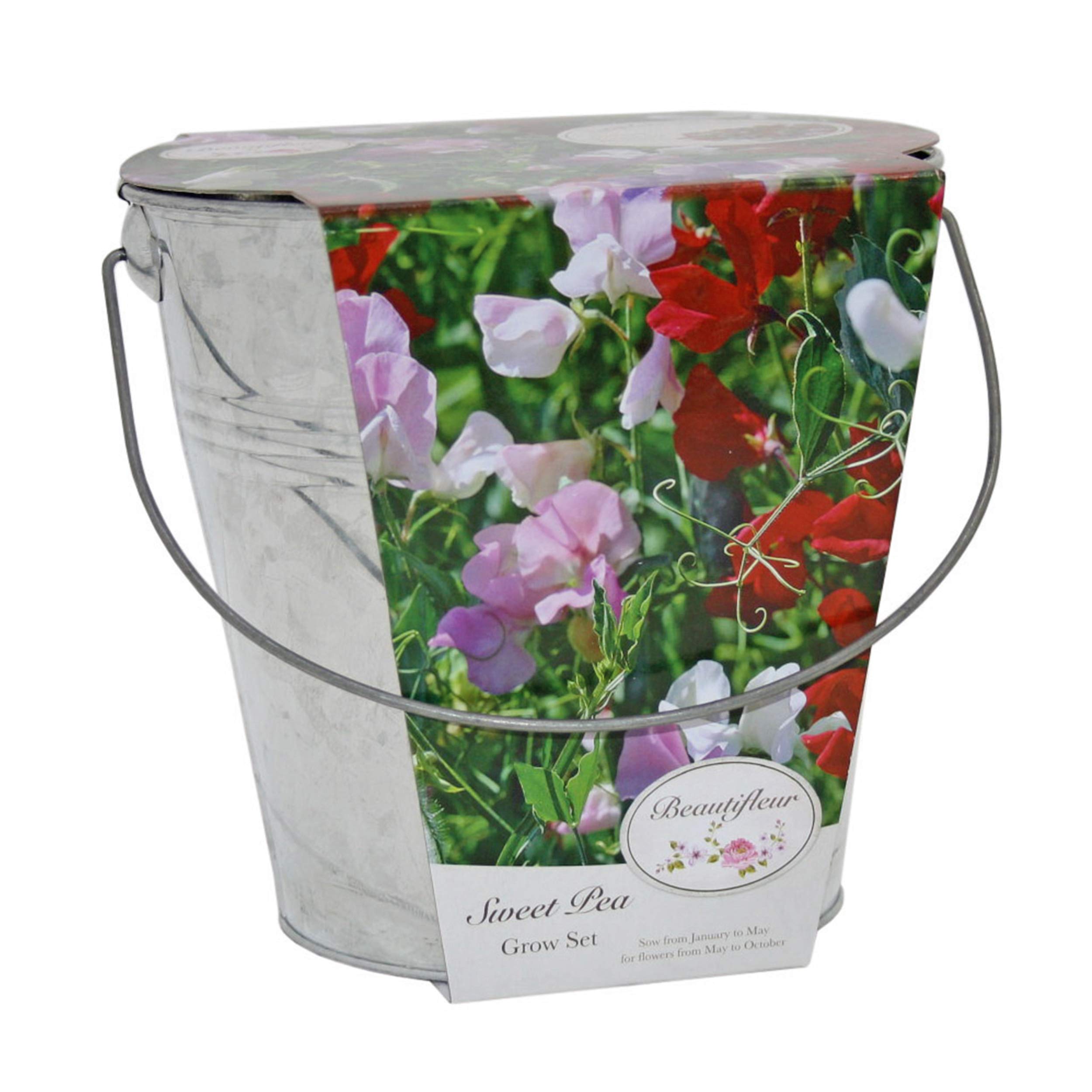 Grow Your Own Sweet Pea Galvanized Bucket from Seed Gift Set Everything You Need