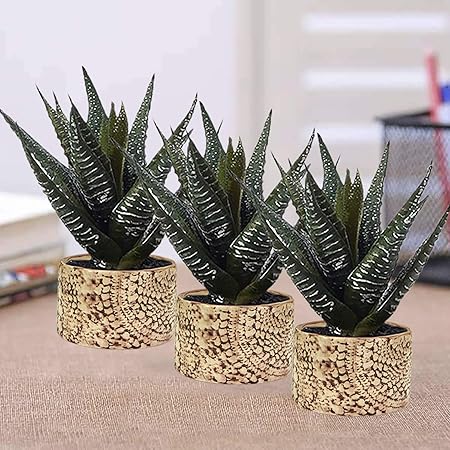 Lasaki Oxygen Small White Brown Gloss Ceramic Pots for Indoor Plants Planters Flower pots Outdoor Succulent Pot( Set of 3)