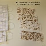 Entopest 10-Pack Clothes Moth Monitoring Traps Refills for Wardrobe Hangers view 6