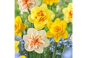 GSB GARDEN STATE BULB Garden State Bulb Double Mixed Daffodil Flower Bulbs, 14/16cm, Fall Planting (Bag of 25)