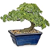 Artificial Bonsai Tree Faux Plants Indoor Fake Plants Decor with Blue Ceramic Pots for Home Table Office Desk Bathroom Shelf Bedroom Living Room Farmhouse Decor