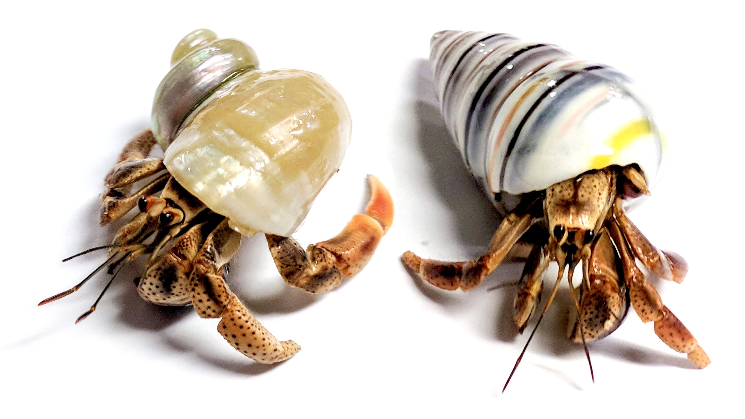 Live Hermit Crab Complete Starter Kit - Includes 2 Live Crabs - All-in-One Kit with Terrarium, Food, Coconut Fiber, and More - Bundle