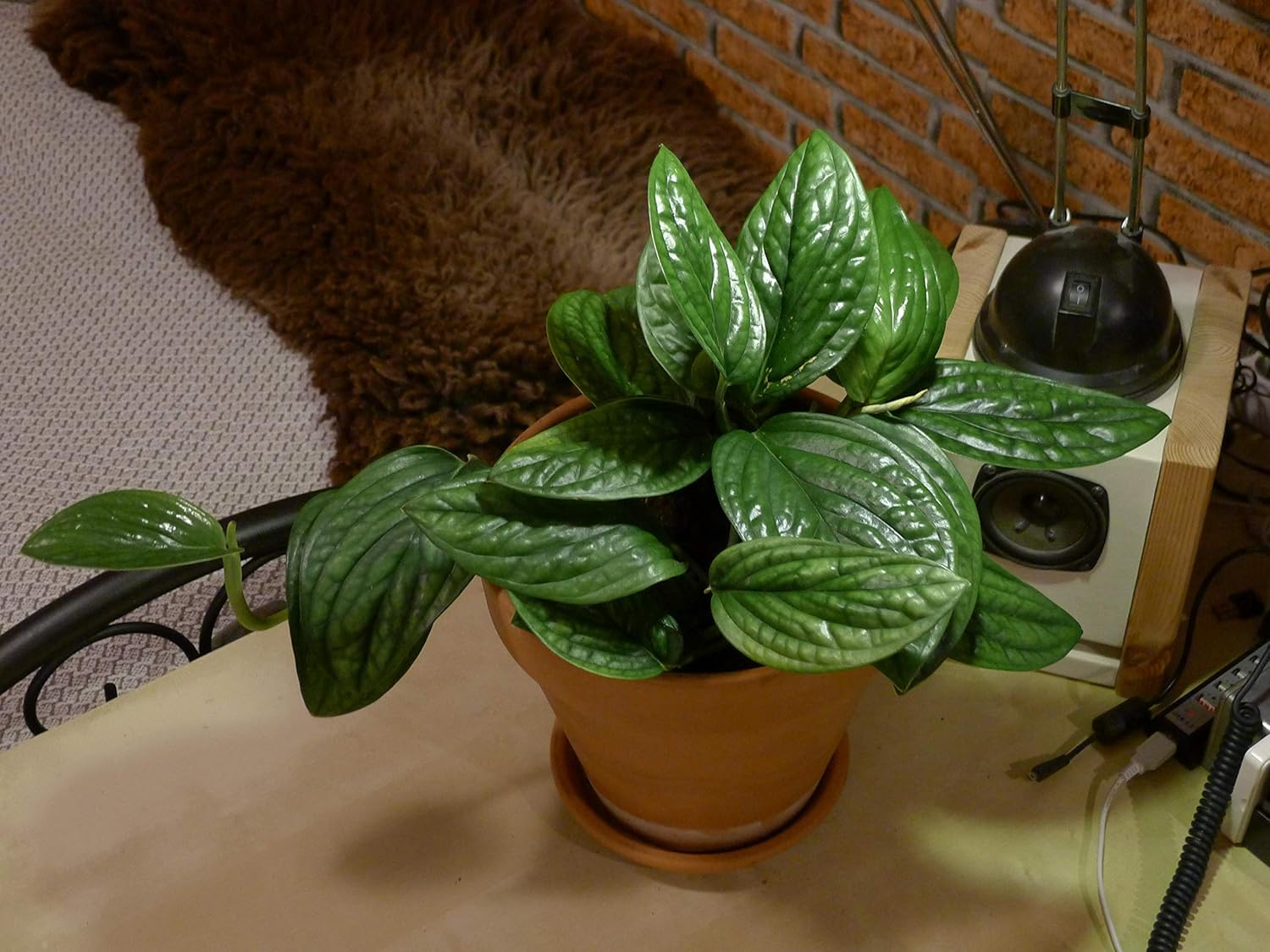 Exoticrareplants Mostera Pera Karstenianum Plant Amazon In Garden Outdoors