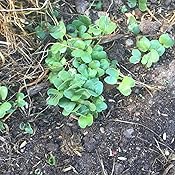 Amazon com BioLogic Deer Radish Food Plot Seed Hunting 