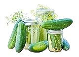 Burpee Fresh Pickles Pickling Cucumber Seeds 20 seeds
